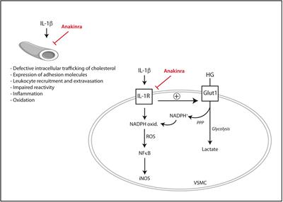 IL-1β Inhibition in Cardiovascular Complications Associated to Diabetes Mellitus